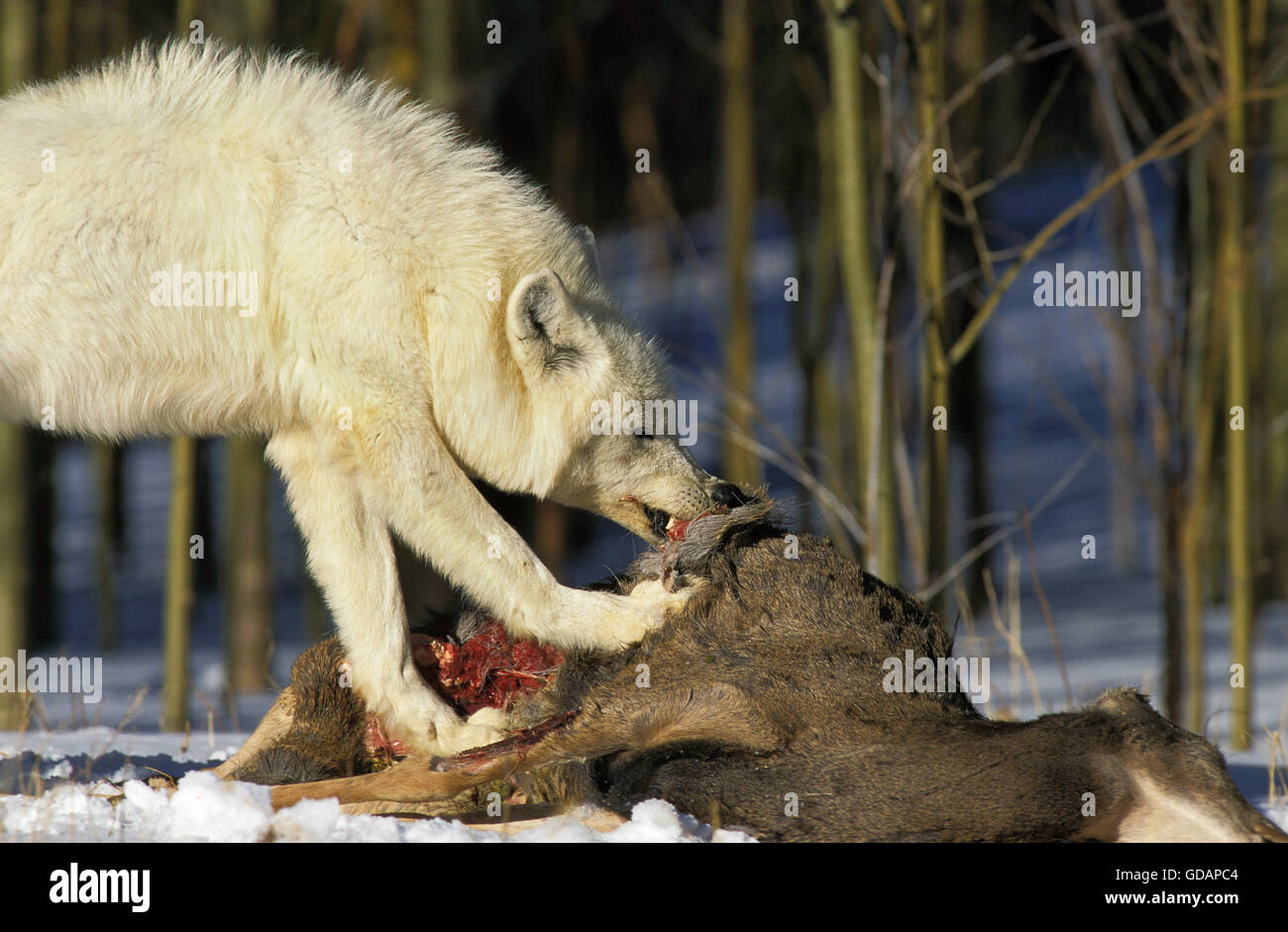 Arctic Wolf, canis lupus tundrarum, Adult with a Kill, a Wapiti, Alaska Stock Photo