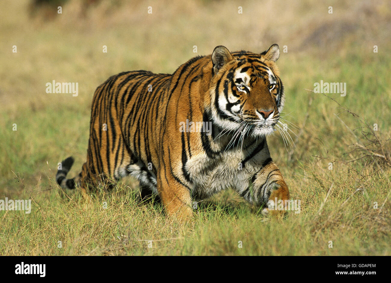 Bengal Tiger, panthera tigris tigris, Adult Stock Photo