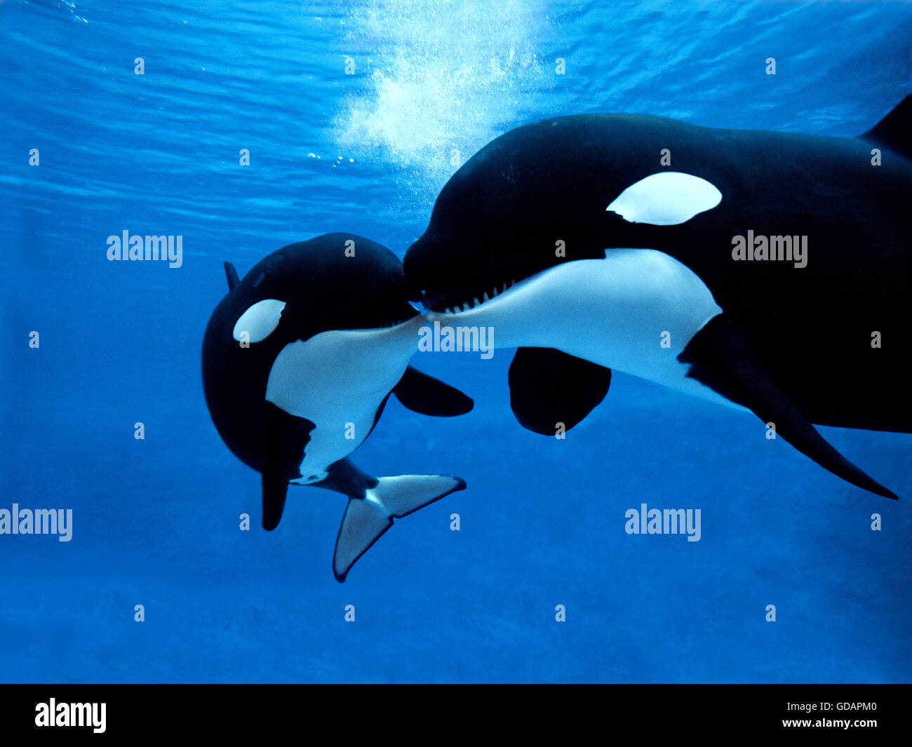 Killer Whale, orcinus orca, Female with Calf Stock Photo - Alamy