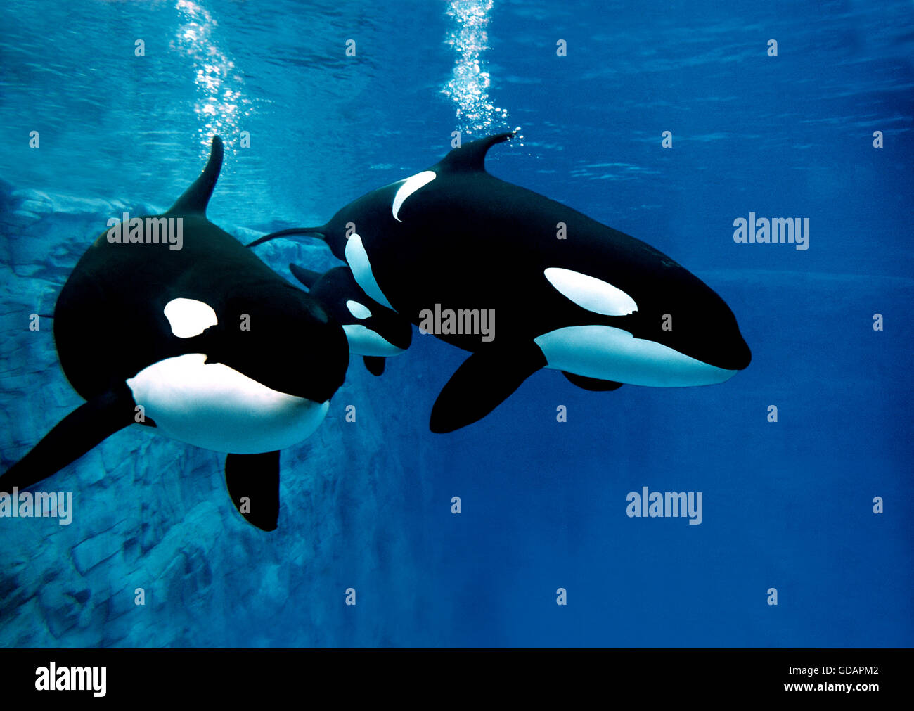 Killer Whale, orcinus orca, Female with Calf Stock Photo