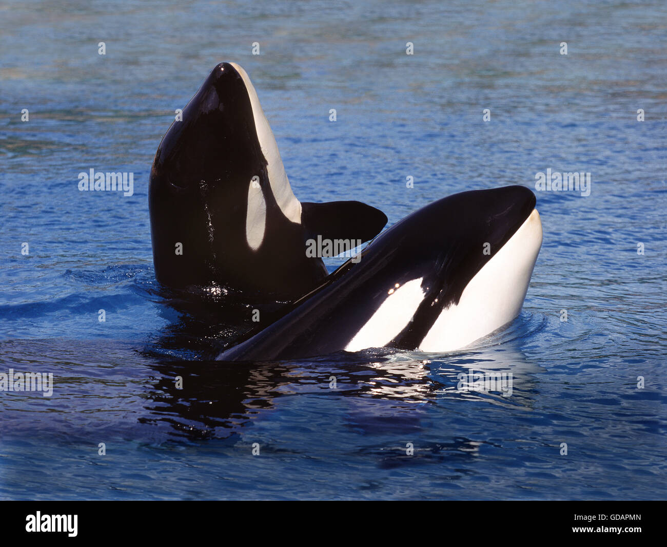 Killer Whale, orcinus orca, Adults Spy Hopping, Canada Stock Photo