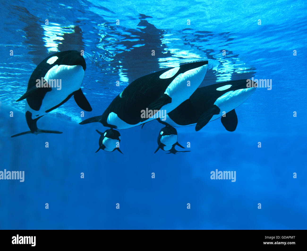 Female killer whale underwater hires stock photography and images Alamy