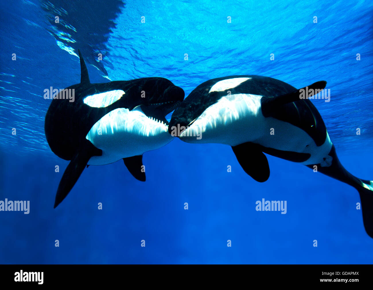 Killer Whale, orcinus orca, Adults Stock Photo
