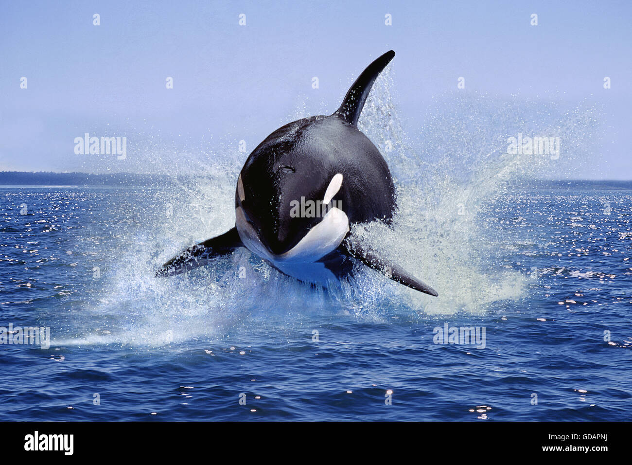 Killer Whale, orcinus orca, Adult Leaping, Canada Stock Photo Alamy