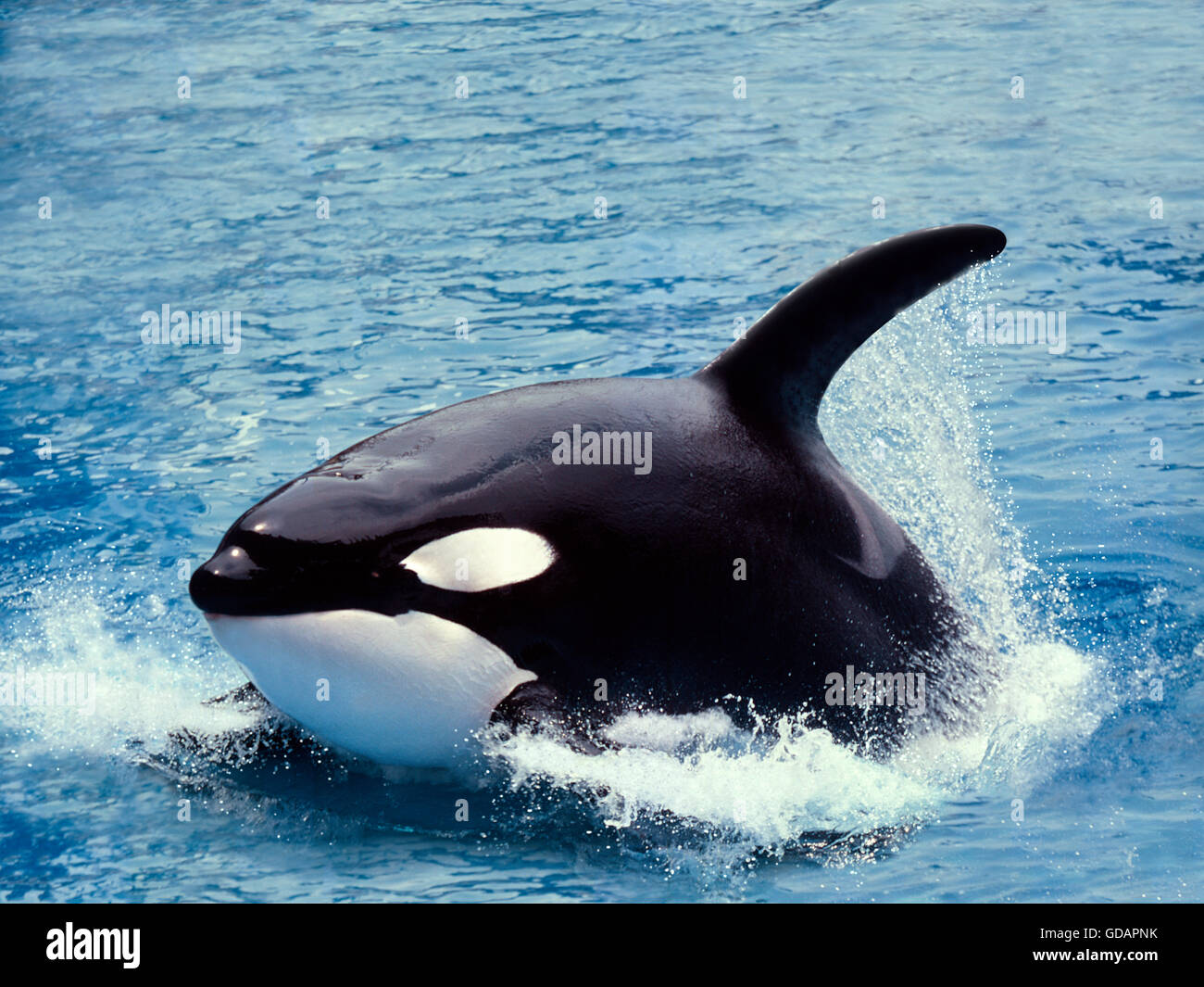 Killer Whale, orcinus orca, Adult swimming at Surface Stock Photo