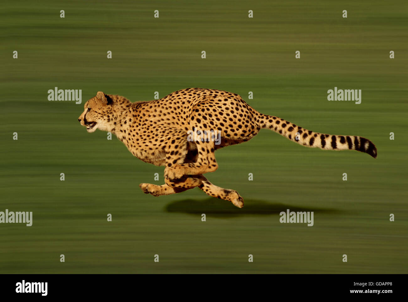 Cheetah, acinonyx jubatus, running Stock Photo