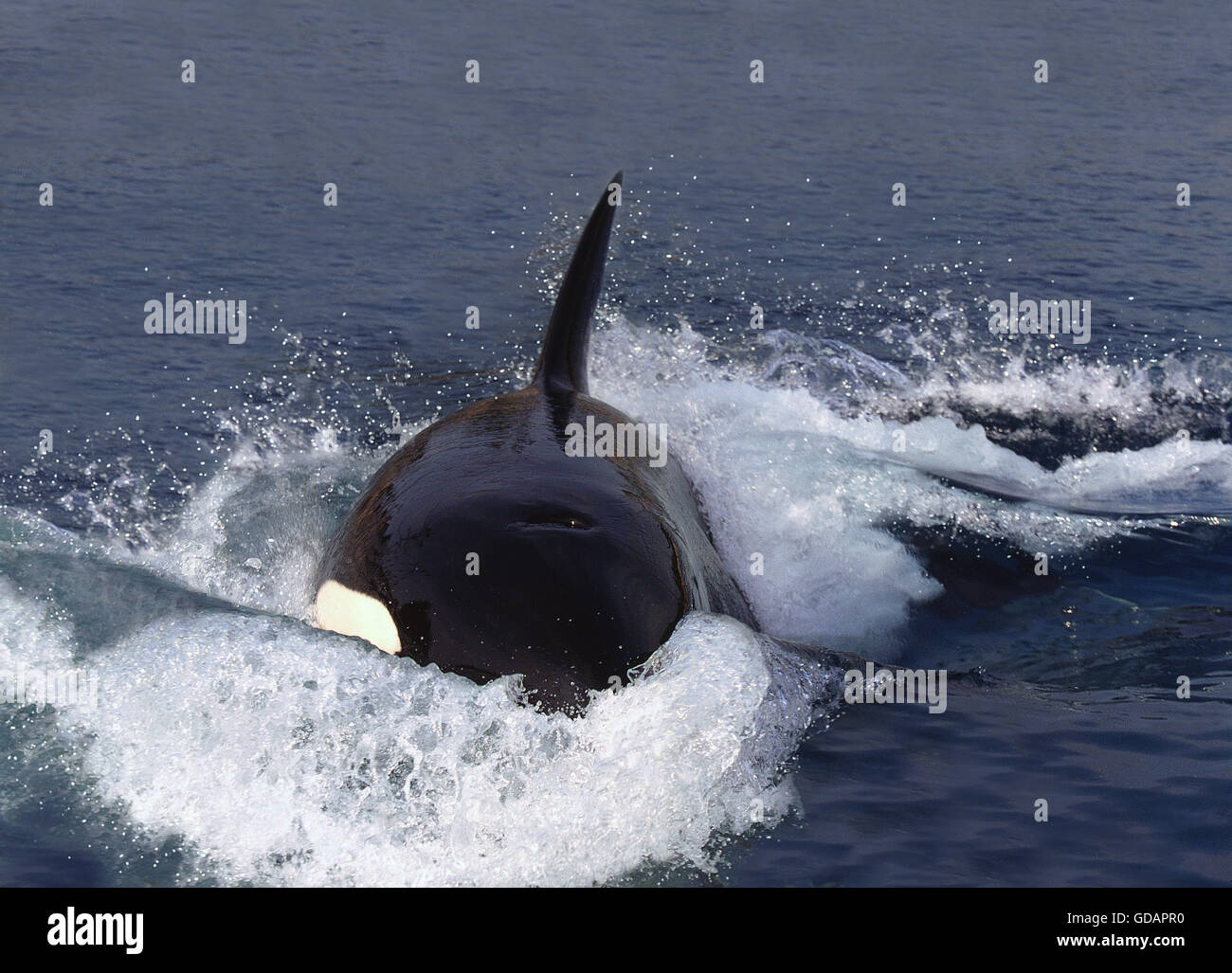 KILLER WHALE orcinus orca, ADULT AT SURFACE Stock Photo