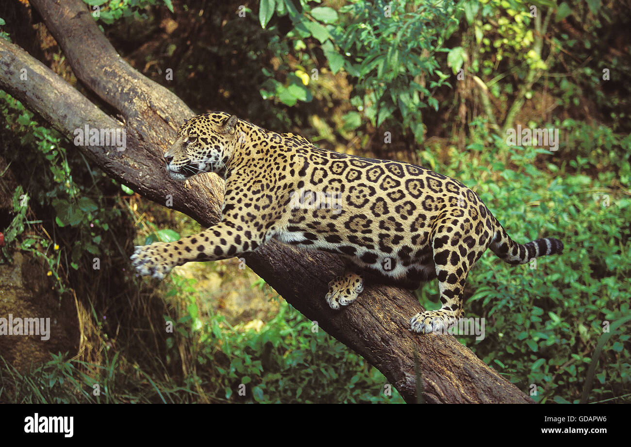 Jaguar, panthera onca, Adult hunting Stock Photo