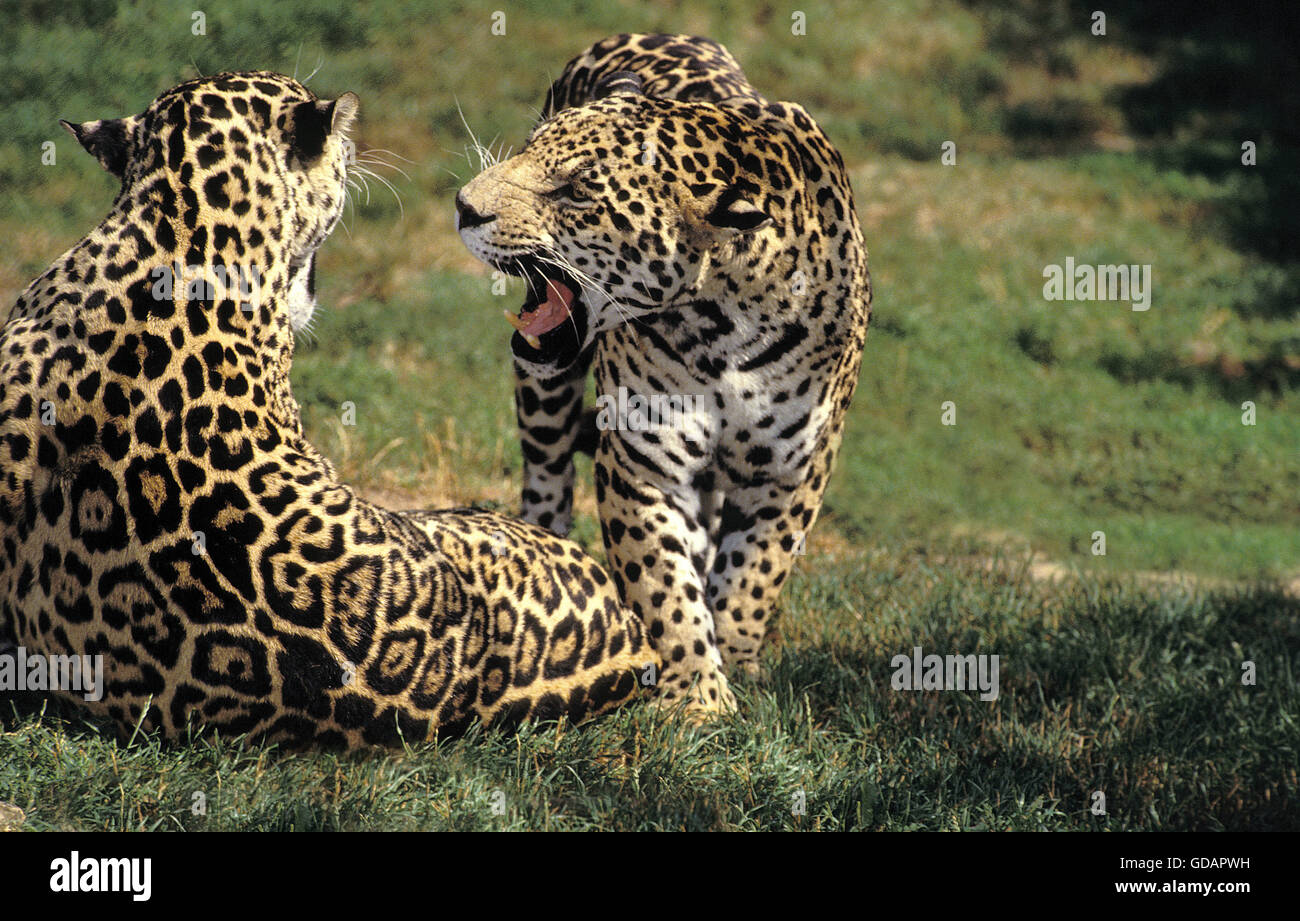 Jaguar, panthera onca, Male with Female, Snarling Stock Photo