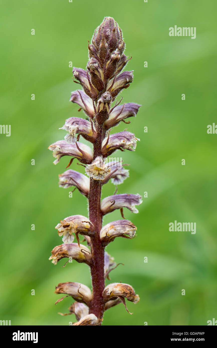 Common broomrape (Orobanche minor). Flower stem of parasitic plant in family Orobanchaceae, a holoparasite of Trifolium sp. Stock Photo