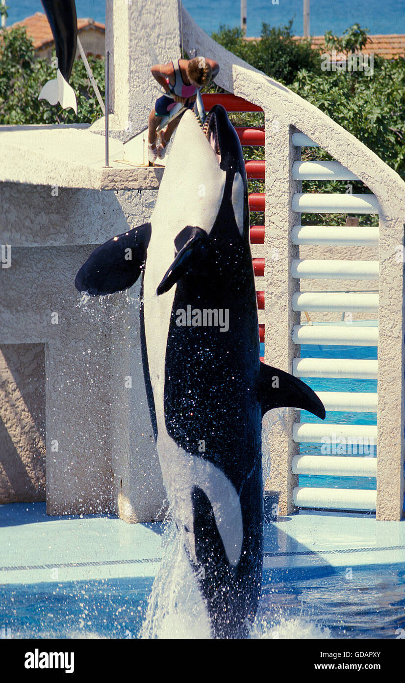 Man killer whale hi-res stock photography and images - Alamy