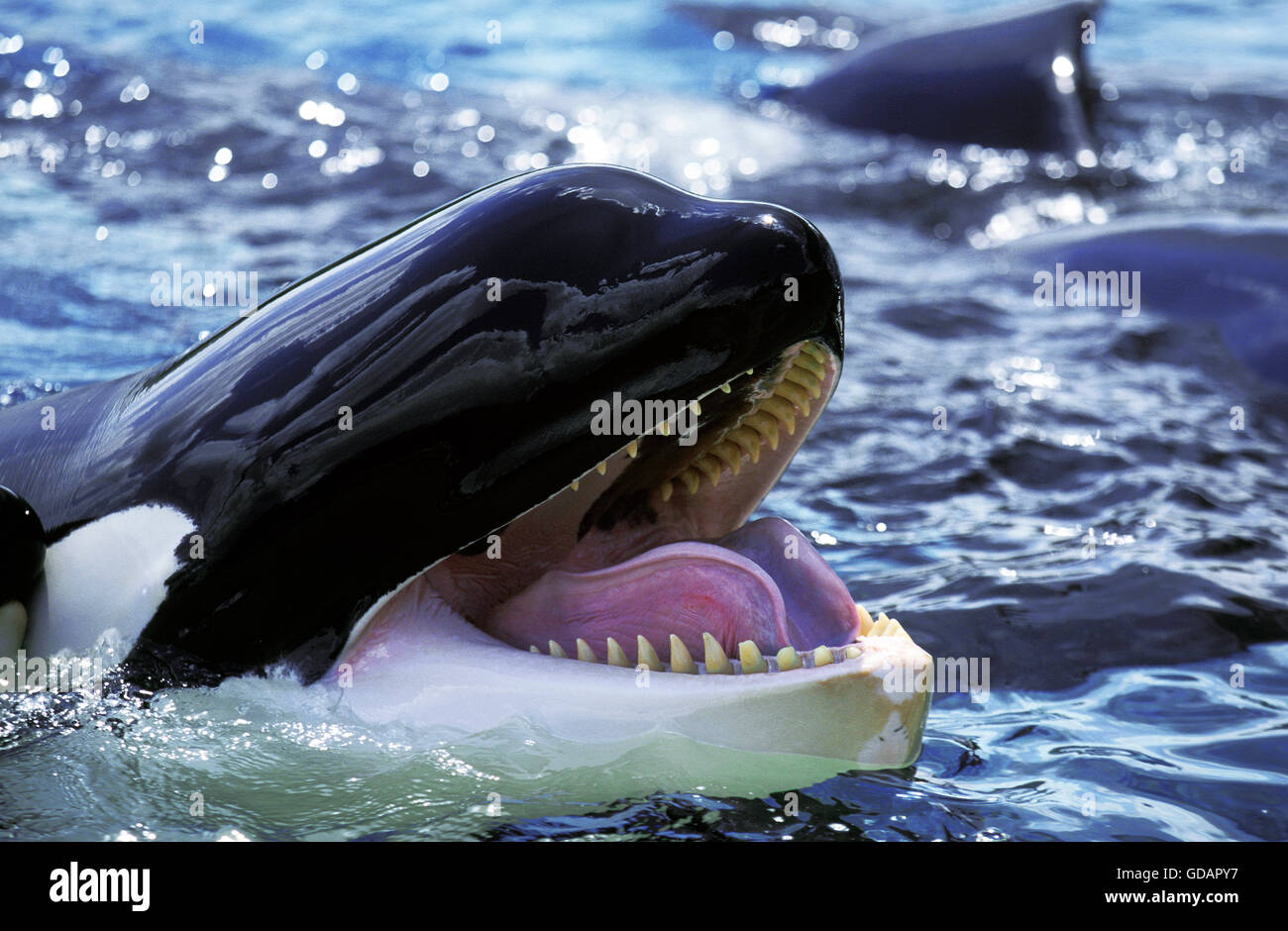 Killer Whale, orcinus orca, Adult with open Mouth Stock Photo