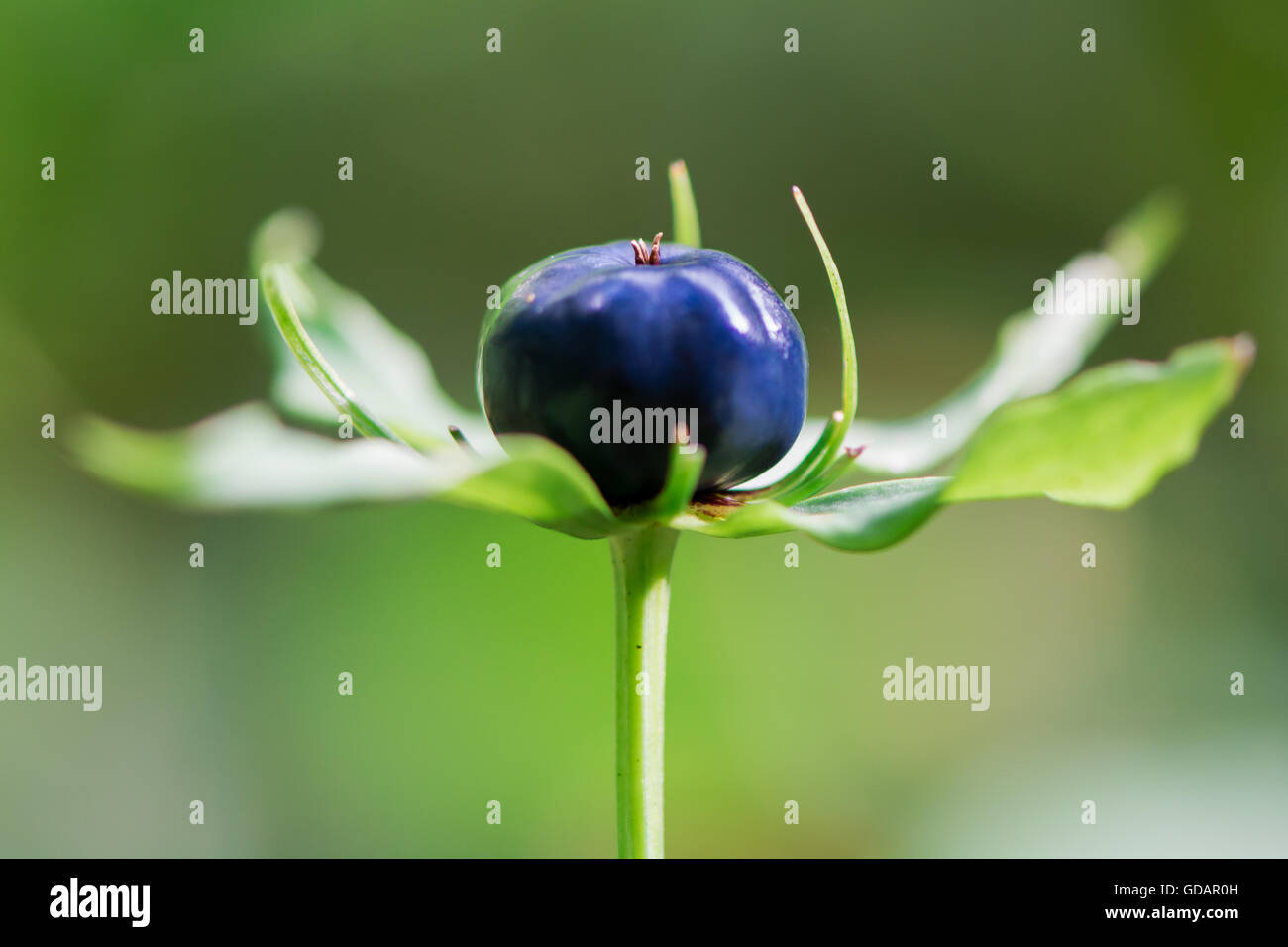 Herb Paris (Paris quadrifolia) berry. Blue-black berry-like capsule and bracts of woodland plant in the family Melanthiaceae Stock Photo