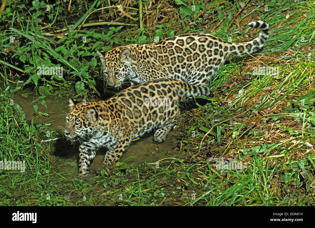 JAGUAR panthera onca, CUB Stock Photo