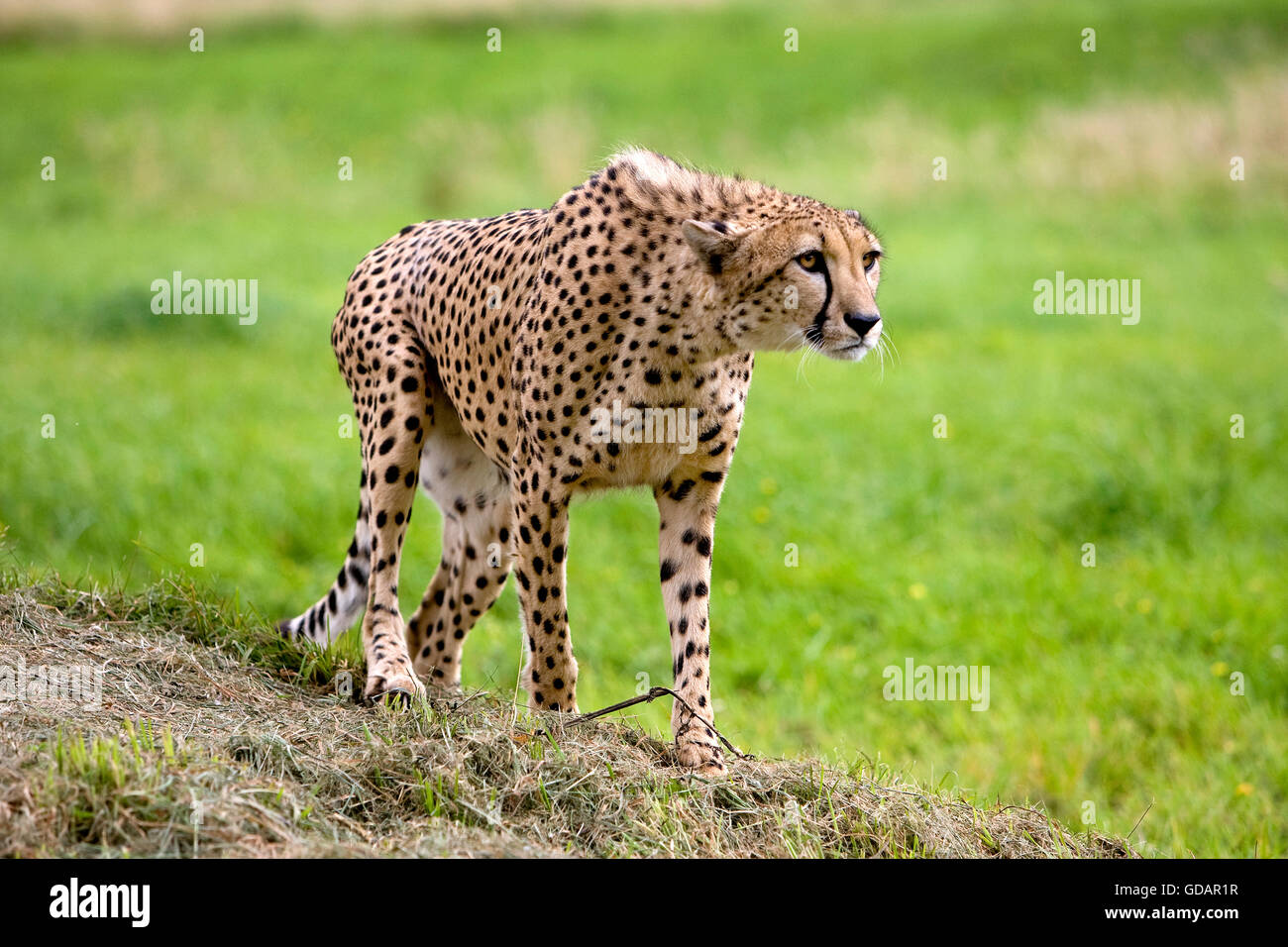 Cheetah, acinonyx jubatus Stock Photo
