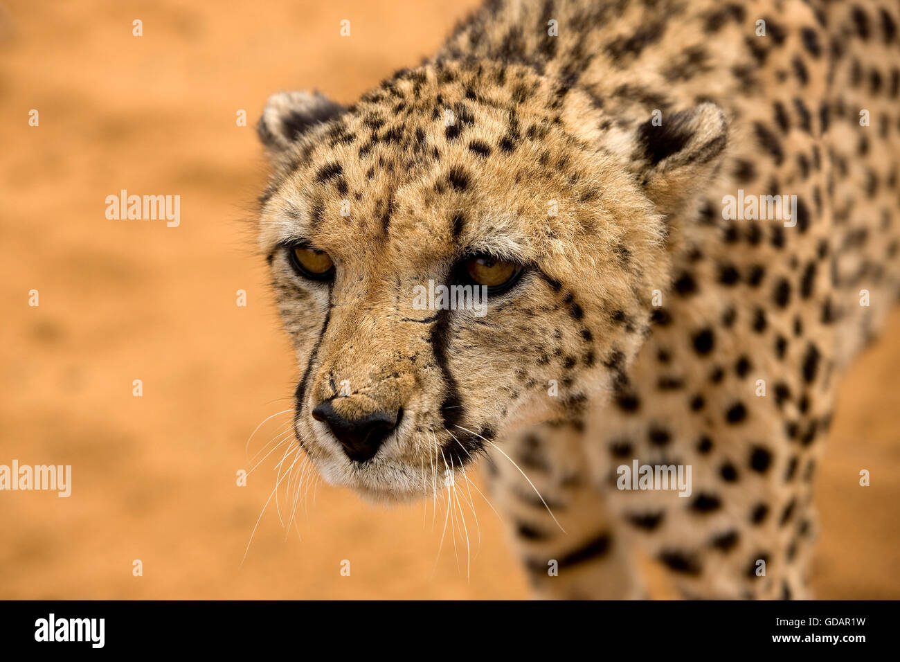 CHEETAH acinonyx jubatus IN NAMIBIA Stock Photo Alamy