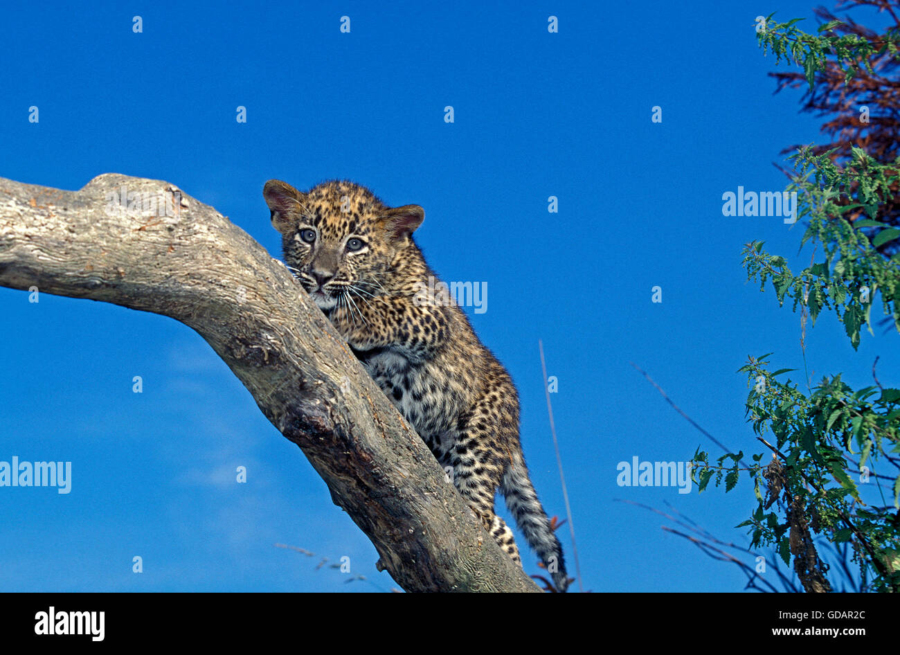 Leopard, panthera pardus, cub on Branch against Blue Sky Stock Photo