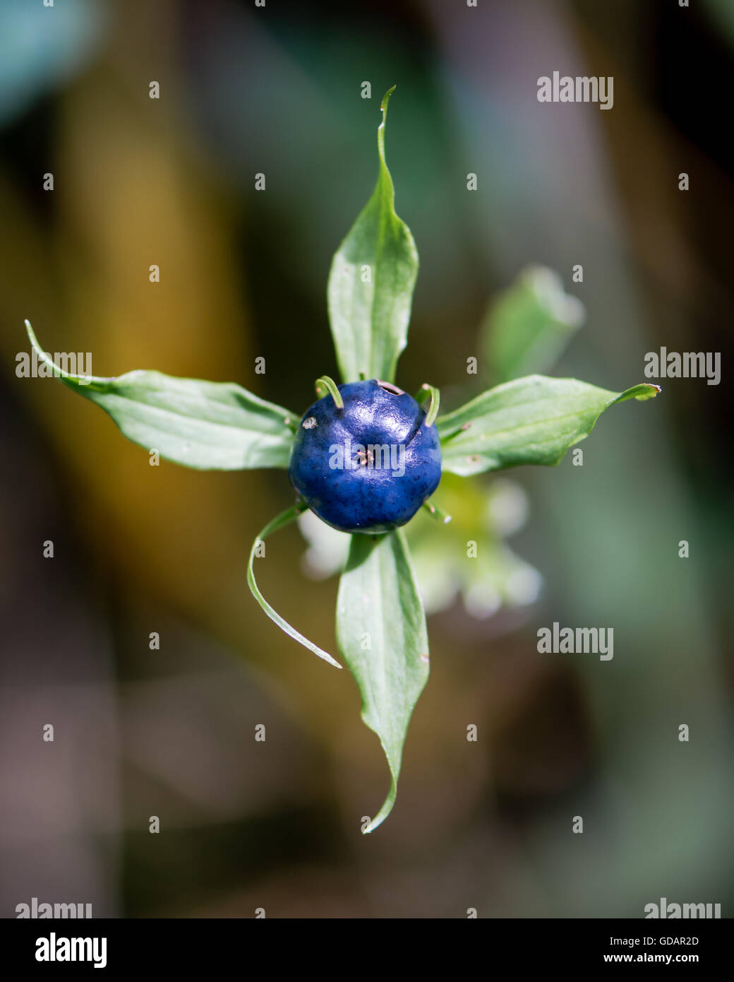 Herb Paris (Paris quadrifolia) berry. Blue-black berry-like capsule and bracts of woodland plant in the family Melanthiaceae Stock Photo