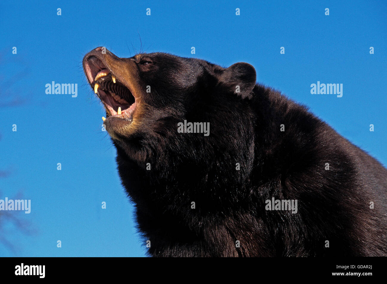 American Black Bear, ursus americanus, Adult with Open Mouth, in Defensive Posture, Canada Stock Photo