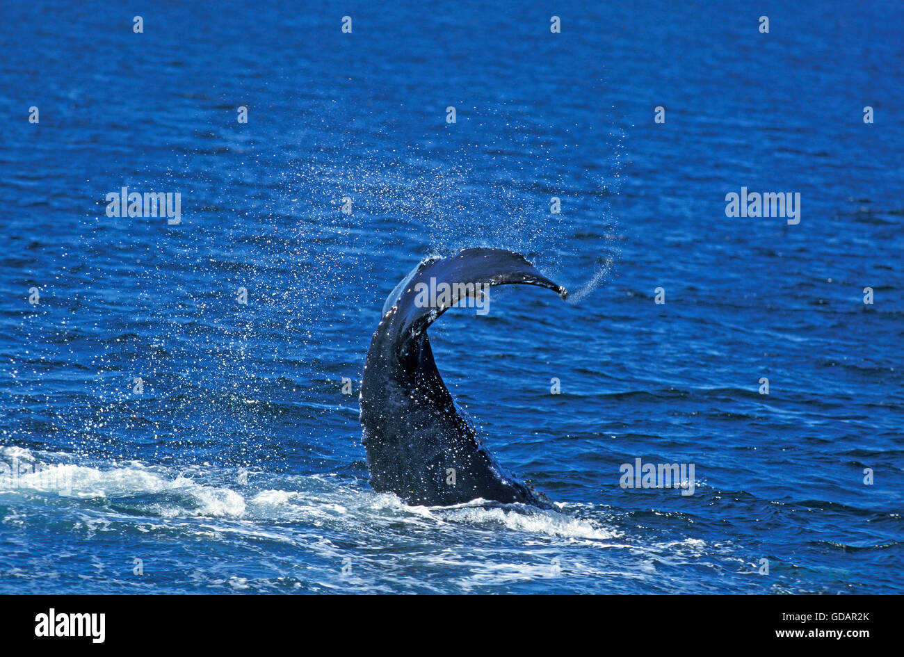 Humpack Whale, megaptera novaeangliae, Adult Beating Tail against Water Surface, Alaska Stock Photo