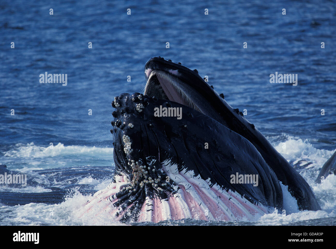 Humpback whale mouth open hi-res stock photography and images - Alamy