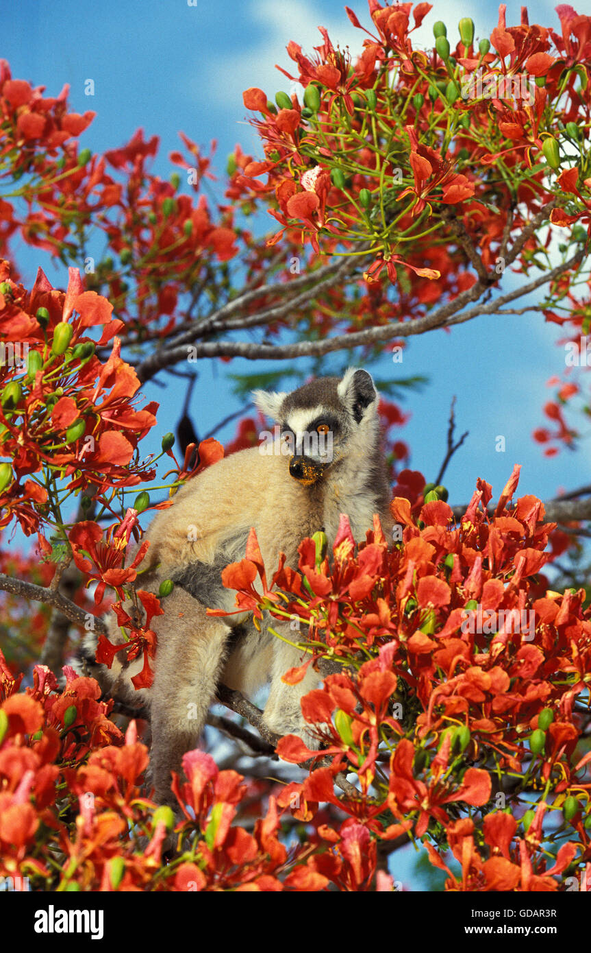 RING TAILED LEMUR lemur catta, ADULT IN FLAMBOYANT TREE delonix regia, MADAGASCAR Stock Photo