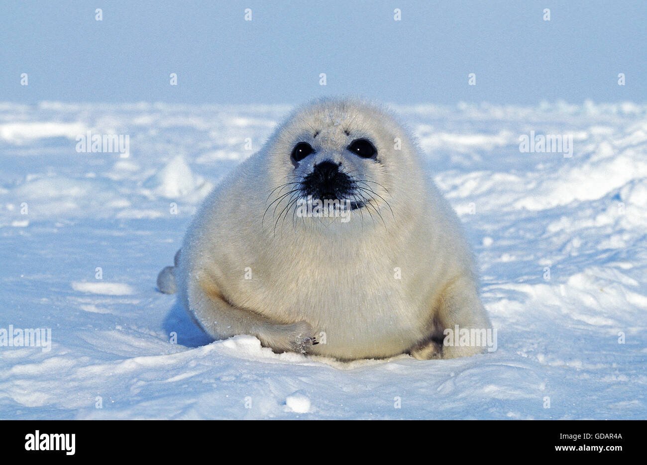 Harp Seal, pagophilus groenlandicus, Pup on Ice, Magdalena Island in Canada Stock Photo