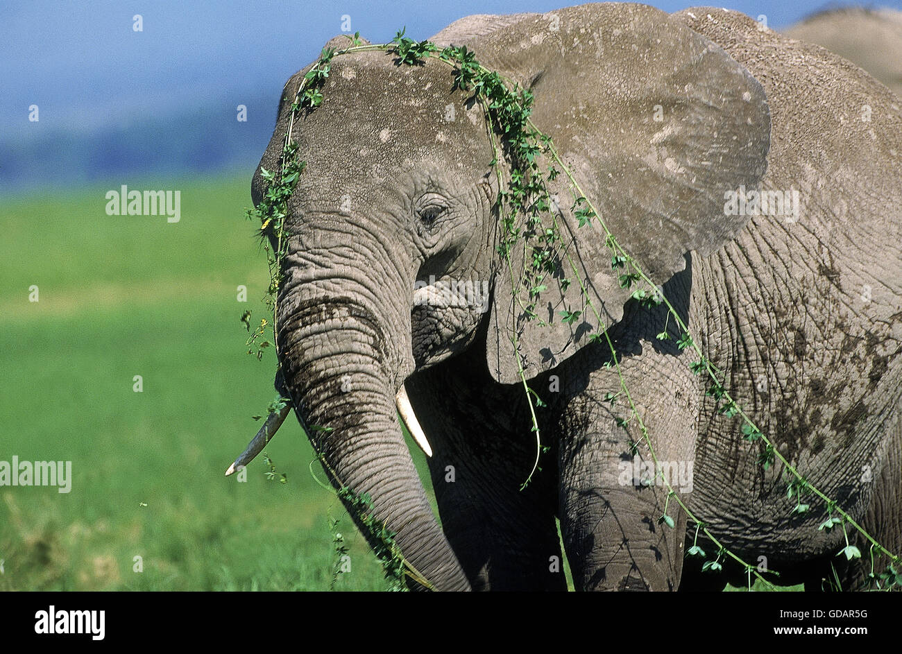 AFRICAN ELEPHANT loxodonta africana, KENYA Stock Photo