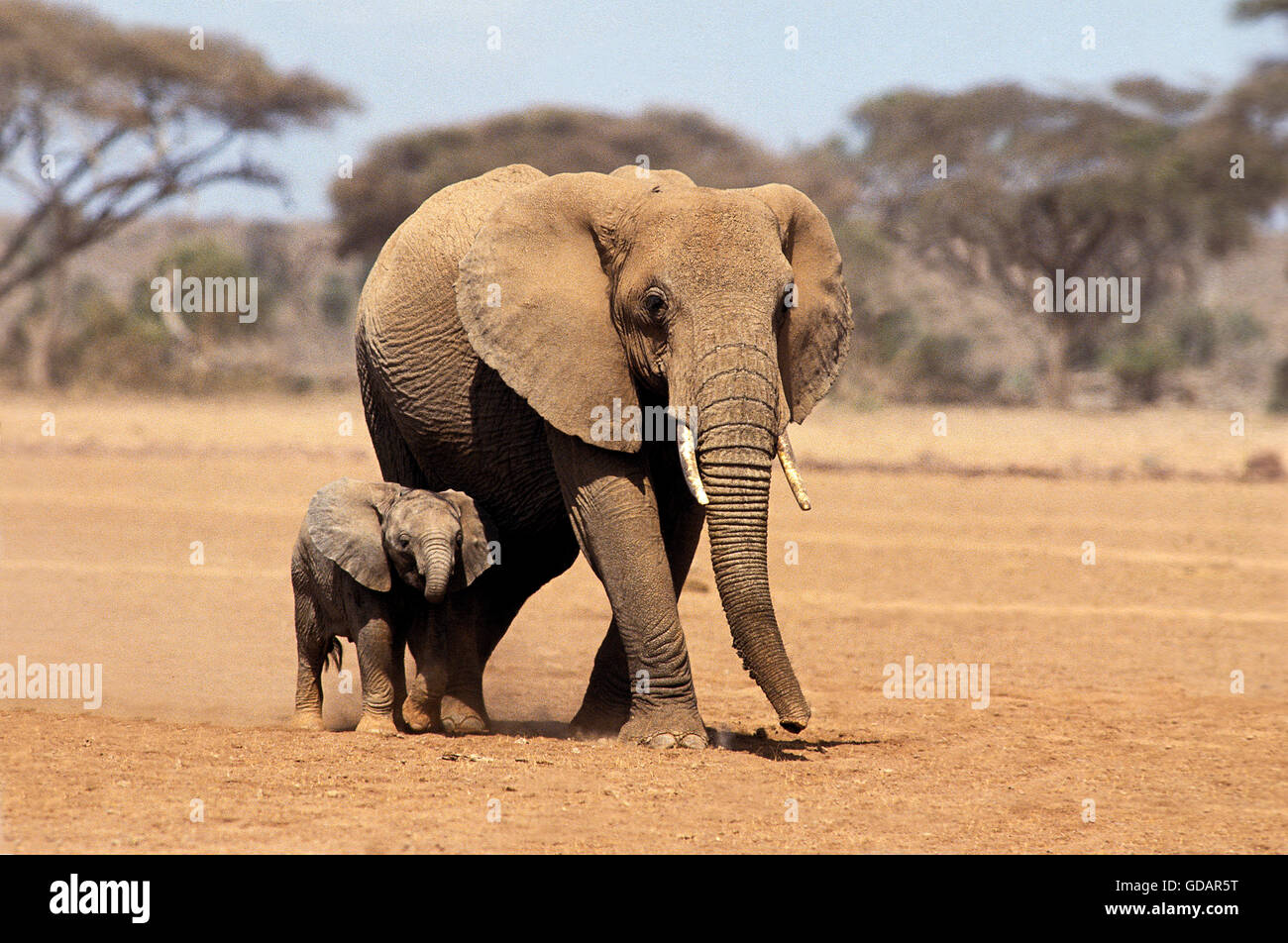 AFRICAN ELEPHANT loxodonta africana, FEMALE WITH CALF, AMBOSELI PARK, KENYA Stock Photo
