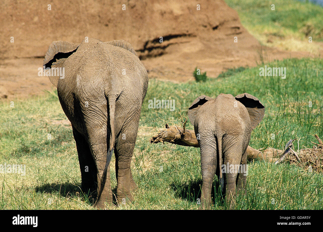 African elephant with young animal at maasai mara national reserve hi ...