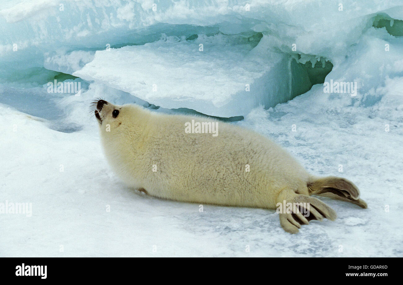 Harp Seal, pagophilus groenlandicus, Pup on Ice Field, Magdalena Island in Canada Stock Photo