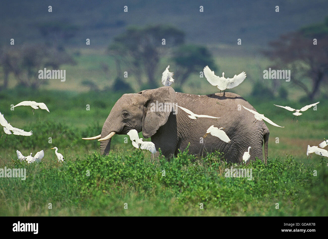 AFRICAN ELEPHANT loxodonta africana WITH CATTLE EGRETS, KENYA Stock Photo