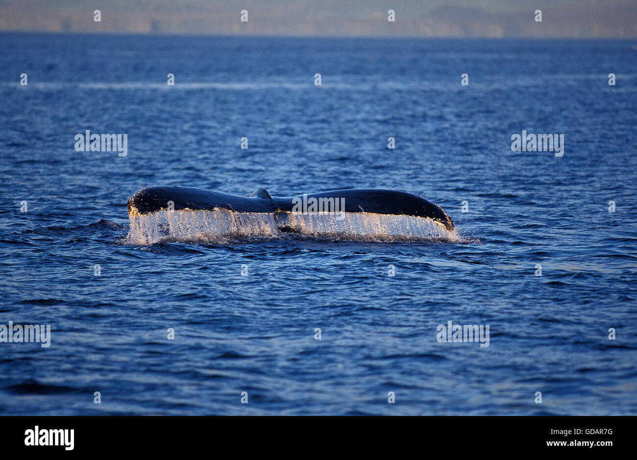 Humpack Whale, megaptera novaeangliae, Tail at Surface, Alaska Stock Photo