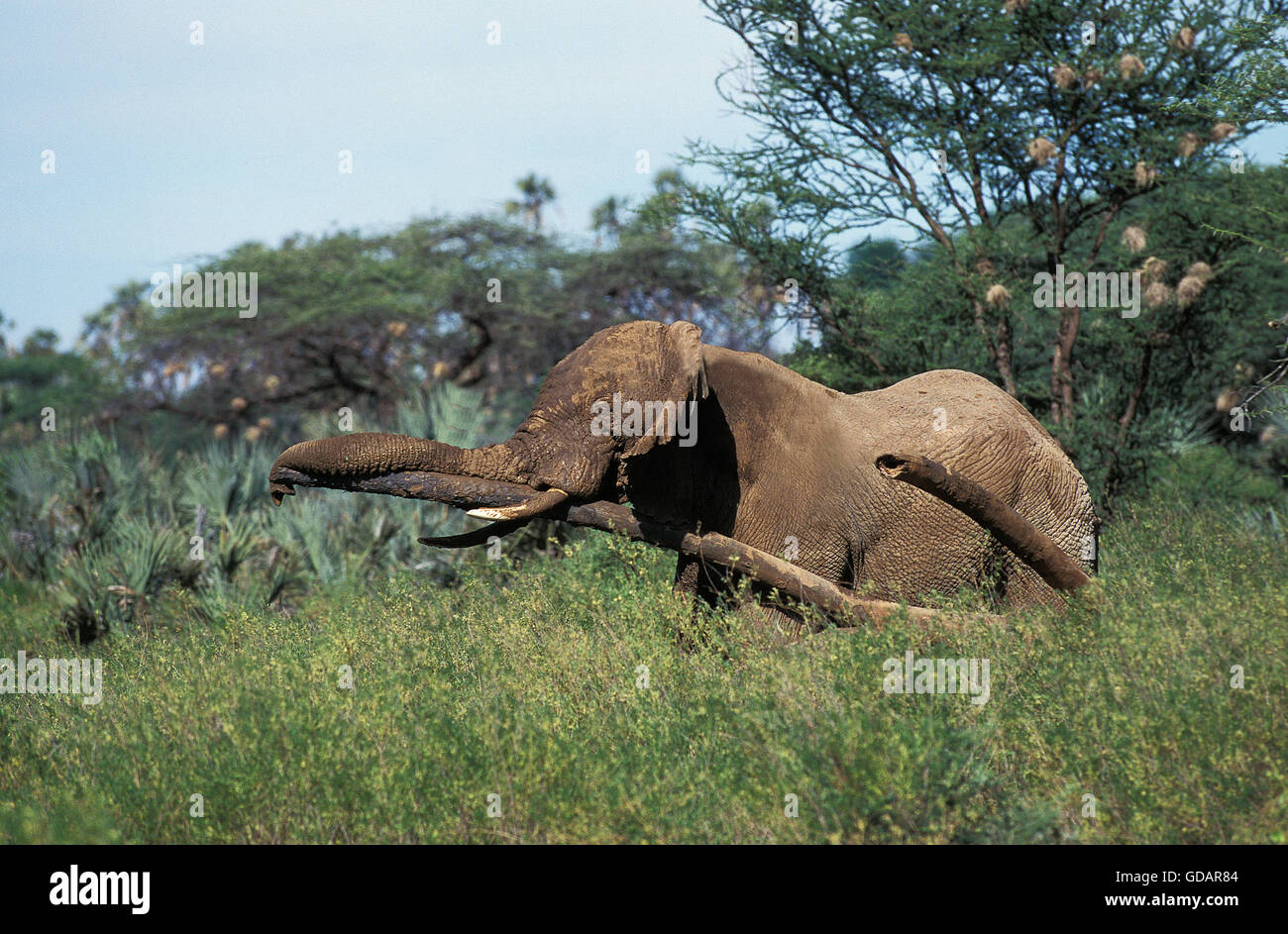 AFRICAN ELEPHANT loxodonta africana, ADULT RUBBING TREE TRUNK, KENYA Stock Photo