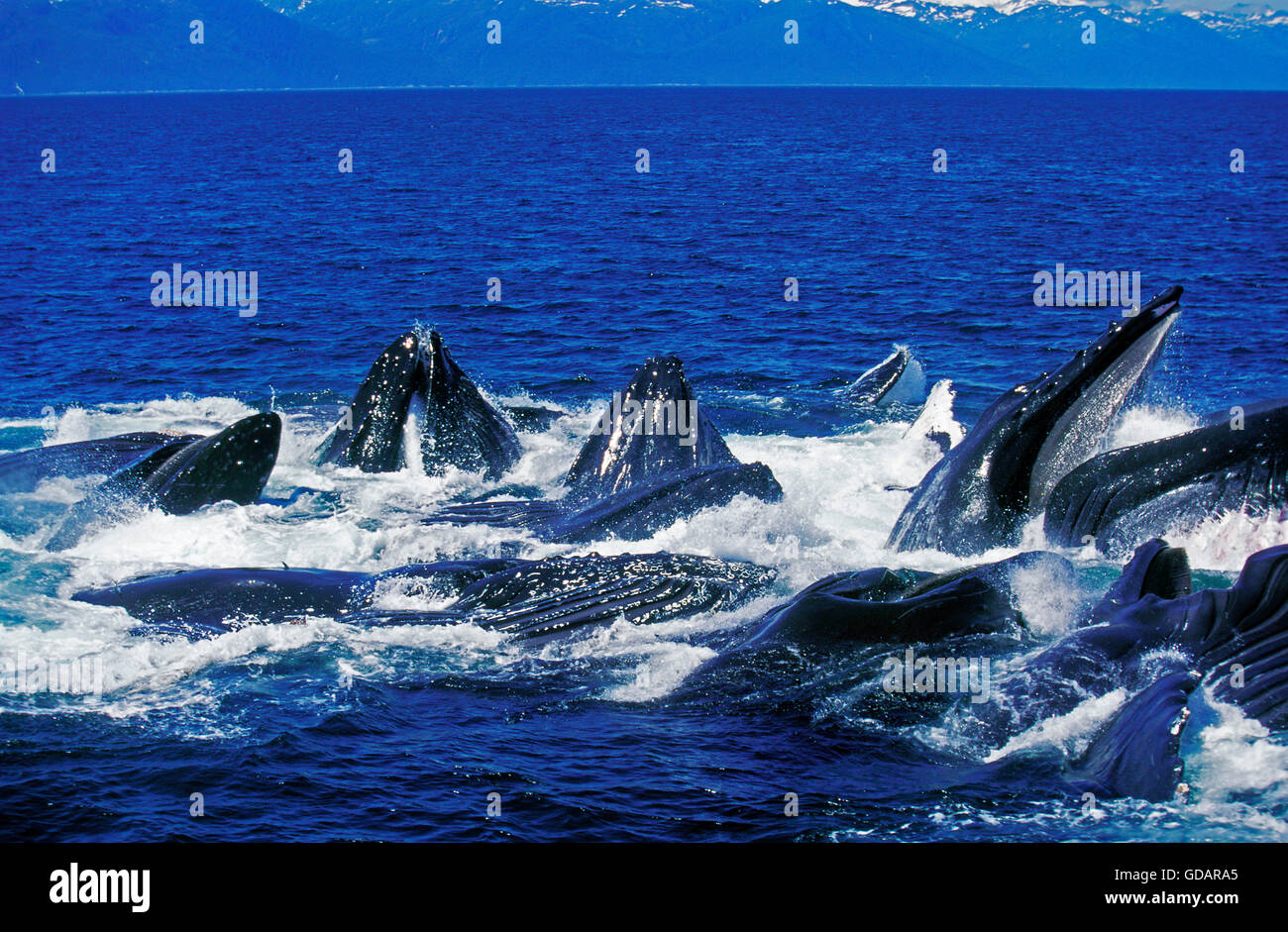 HUMPBACK WHALE megaptera novaeangliae, GROUP DOING A CIRCLE TO CATCH KRILL AT SURFACE, ALASKA Stock Photo