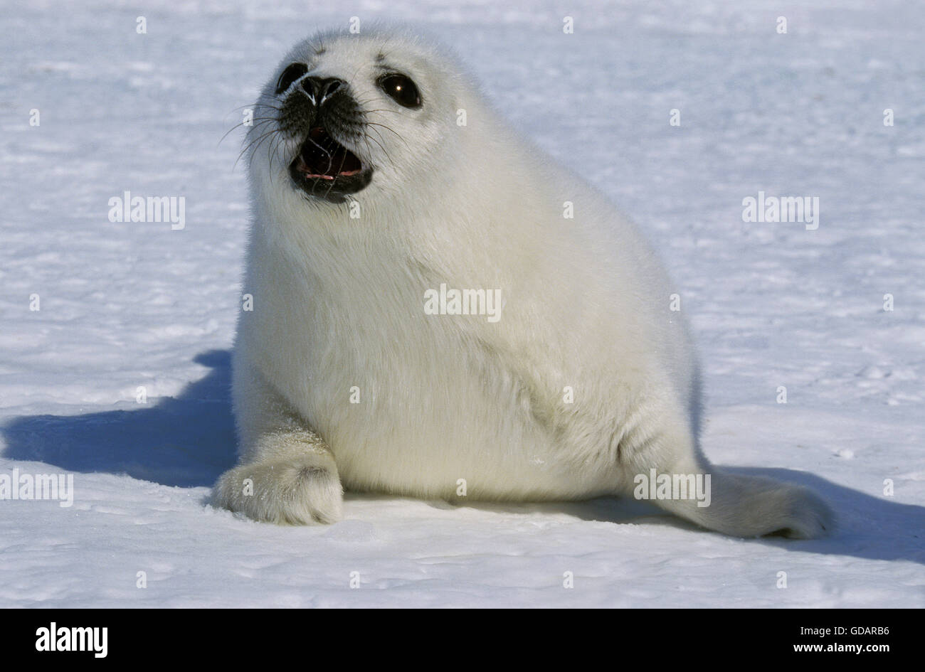 Harp Seal Predators