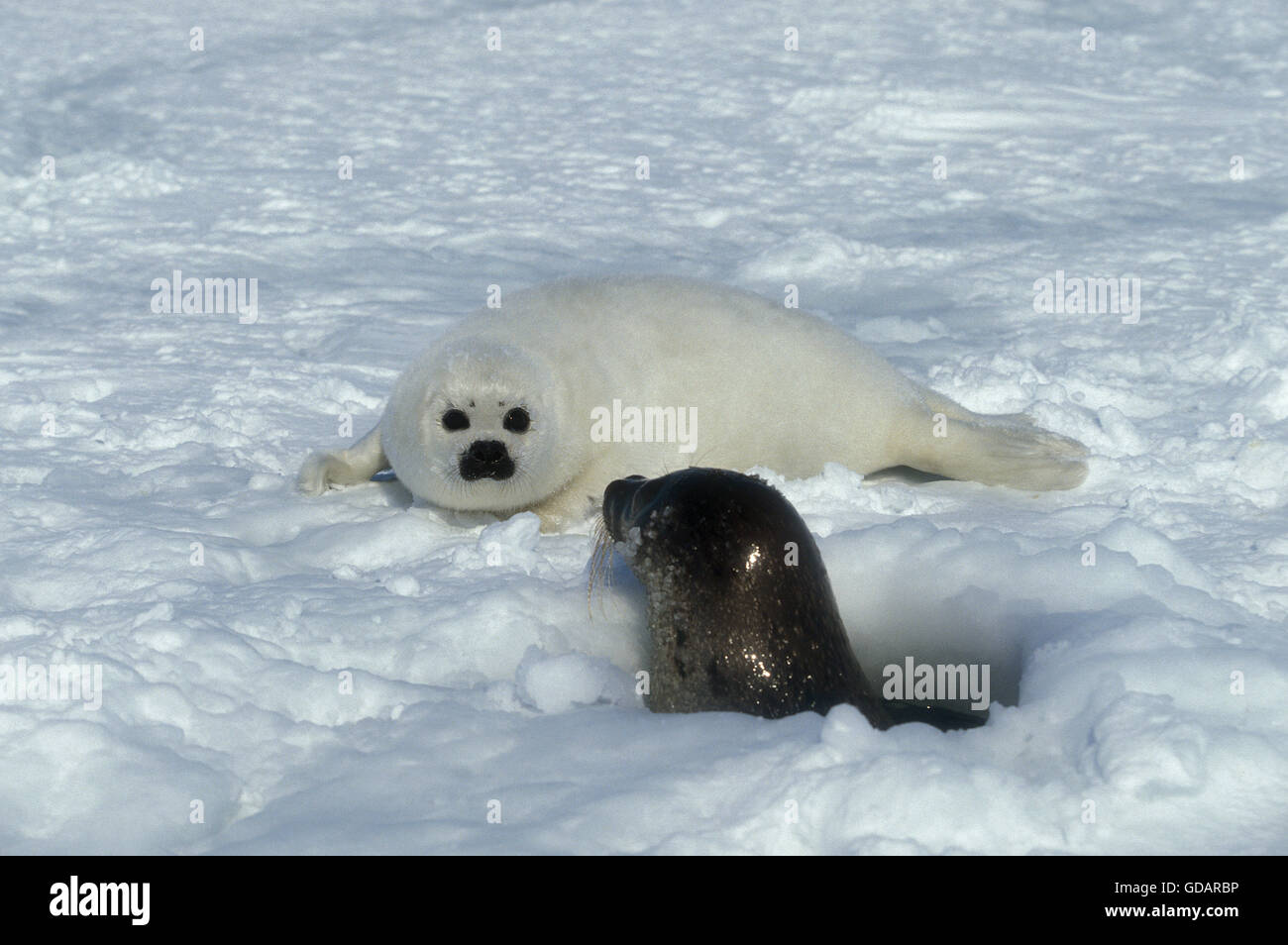 Harp Seal, pagophilus groenlandicus, Female with Pup on Ice Field, Magdalena Island in Canada Stock Photo