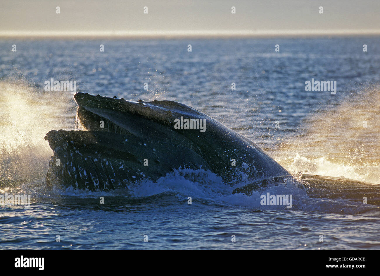 Humpack Whale, megaptera novaeangliae, Adult with Open Mouth to Catch Krill, Alaska Stock Photo