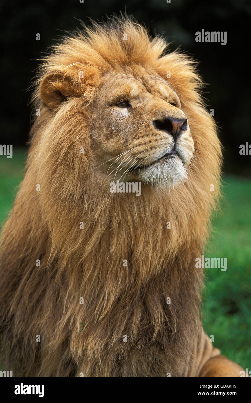 AFRICAN LION panthera leo, PORTRAIT OF MALE Stock Photo - Alamy