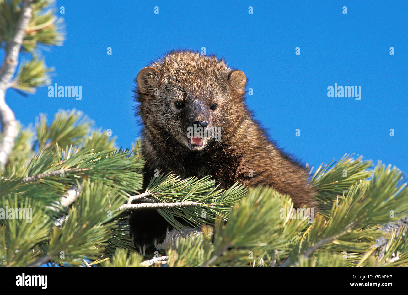 Fisher, martes pennanti, Adult in Pine Tree, Canada Stock Photo Alamy