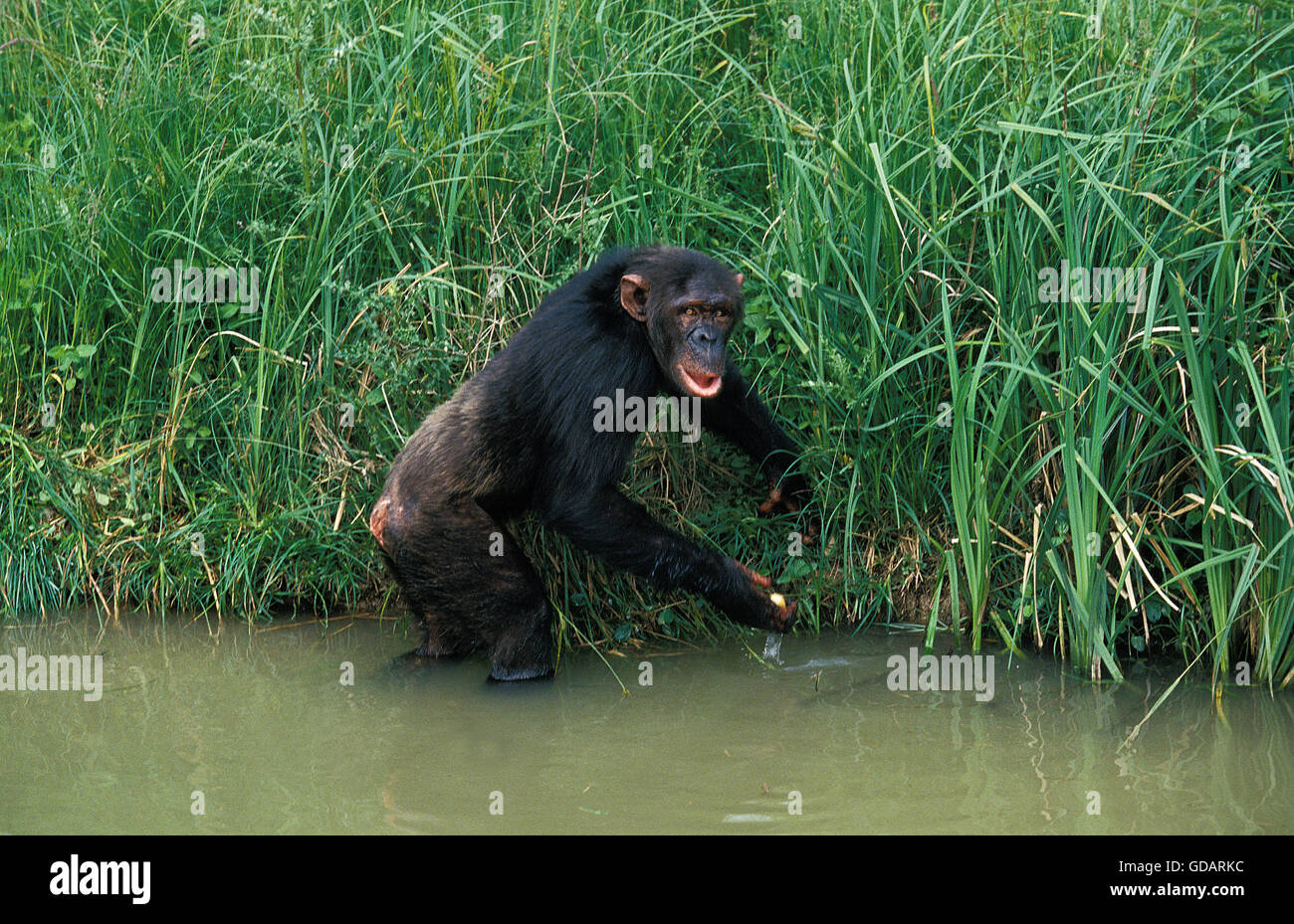 Chimpanzee, pan troglodytes, Adult entering Water Stock Photo