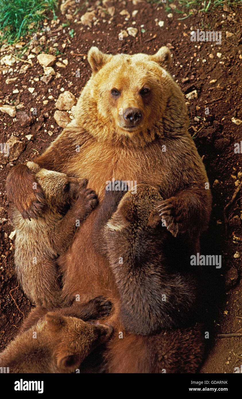 BROWN BEAR ursus arctos, FEMALE WITH CUB SUCKLING Stock Photo - Alamy