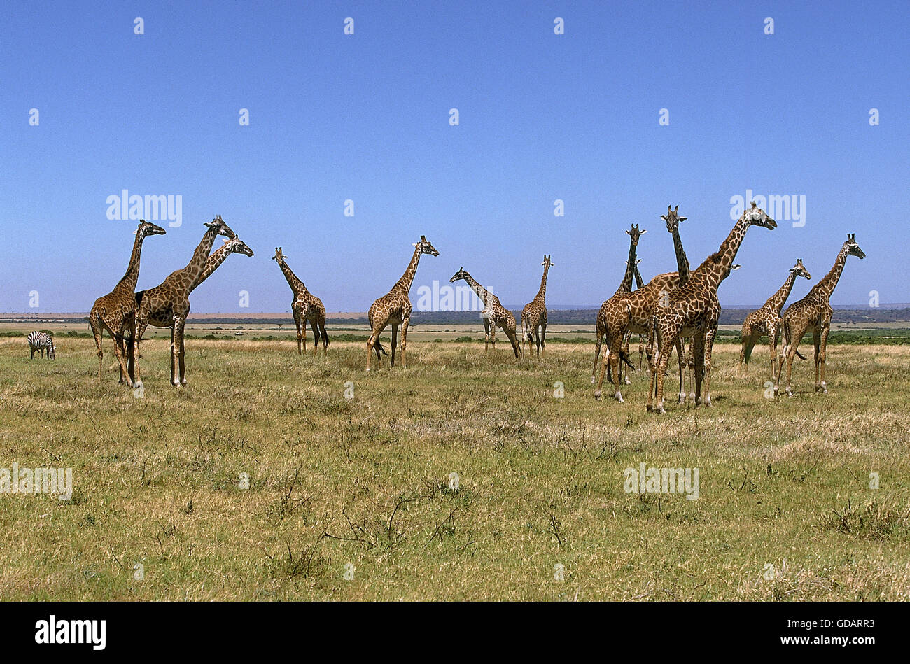 MASAI GIRAFFE giraffa camelopardalis tippelskirchi IN KENYA Stock Photo