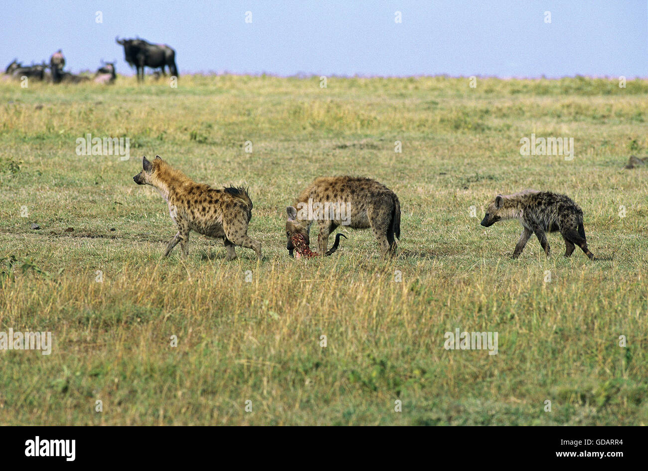 Hyene High Resolution Stock Photography And Images Alamy