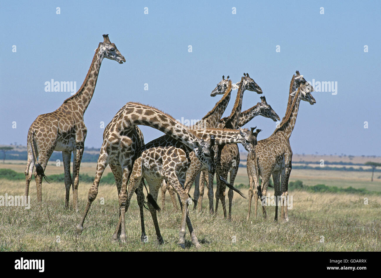 Masai Giraffe, giraffa camelopardalis tippelskirchi, Group in Savanah, Pair fighting, Masai Mara Park in Kenya Stock Photo