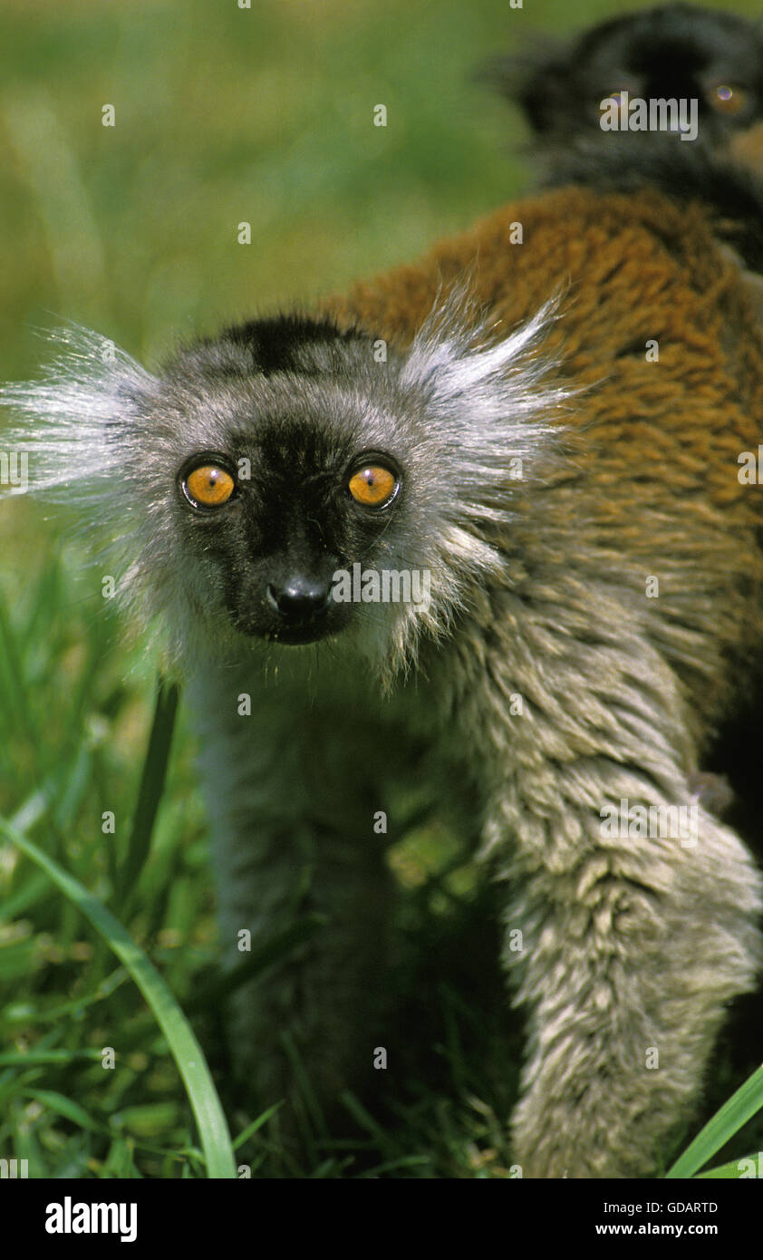 Black Lemur, eulemur macaco, Female Stock Photo