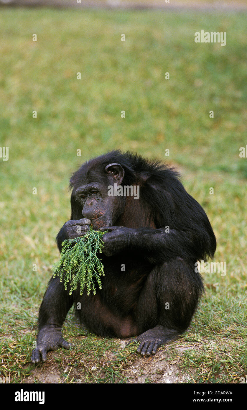 Chimpanzee, pan troglodytes, Adult eating Leaves Stock Photo