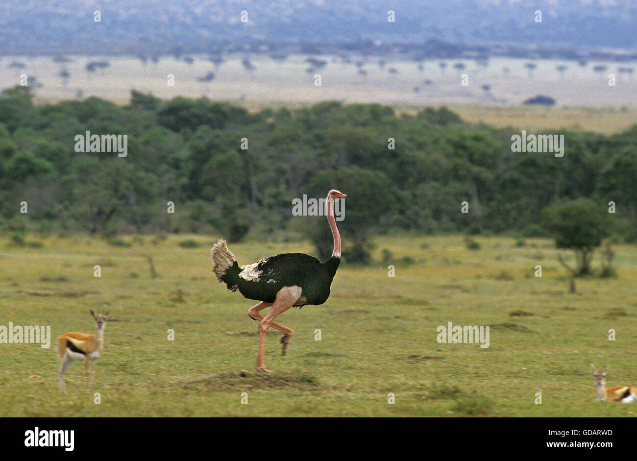 Thomson's gazelle running hi-res stock photography and images - Alamy