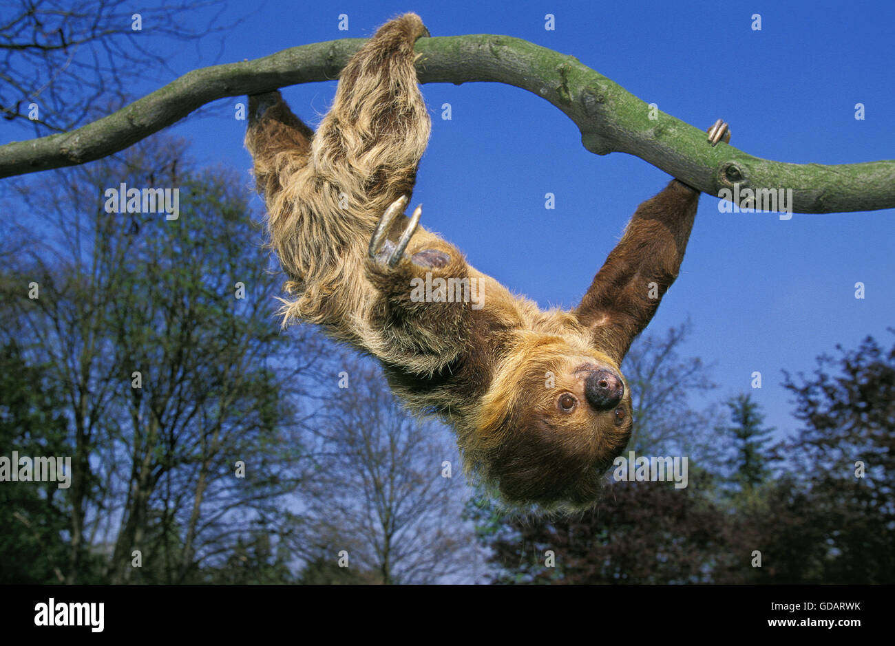 Two Toed Sloth, choloepus didactylus, Adult hanging from Branch Stock Photo