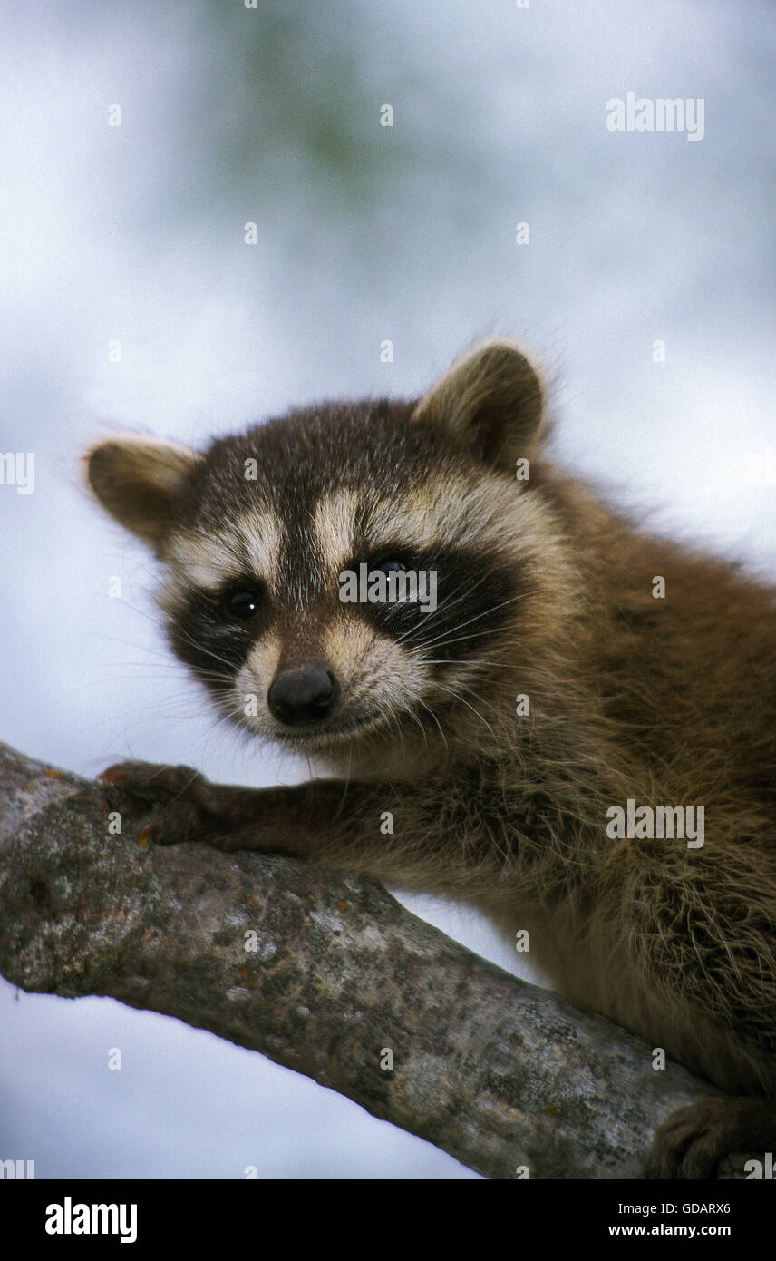 RACCOON procyon lotor, YOUNG ON BRANCH Stock Photo